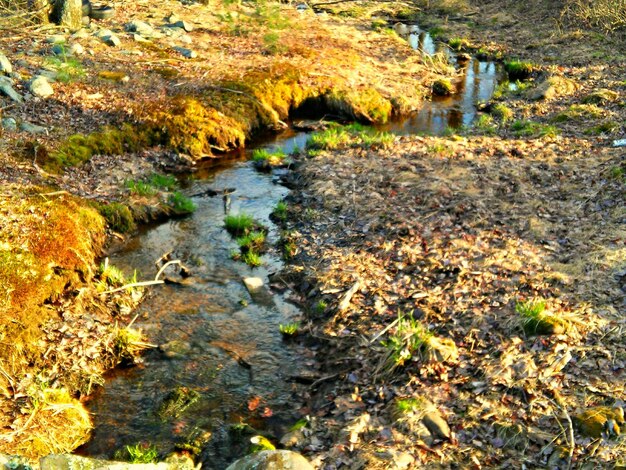 Photo view of plants in park