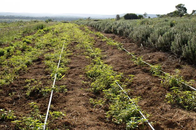 view of platation with irrigation system