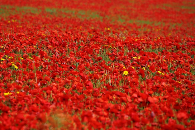 Photo view of poppies in bloom in a field in west pentire cornwall