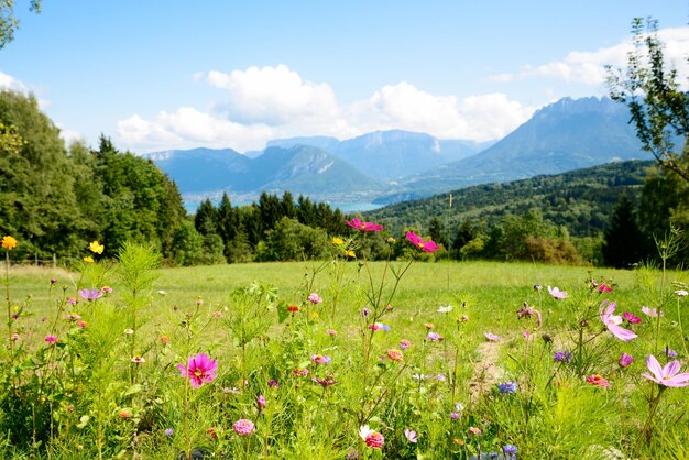 View of poppies growing in field