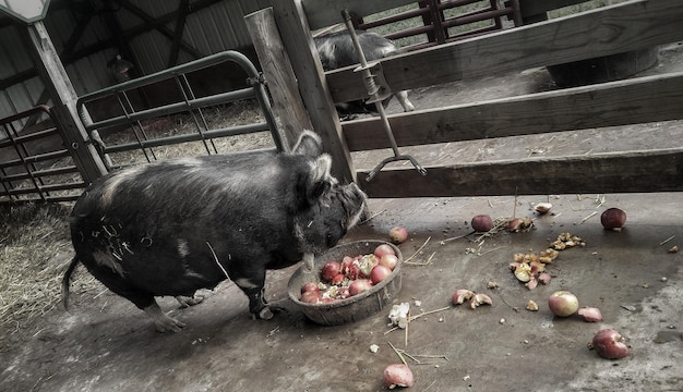 Photo view of pot belly pig eating food