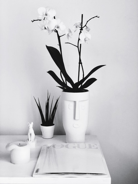 View of potted plant on table