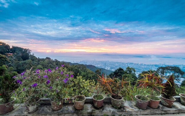 View of potted plants against dramatic sky