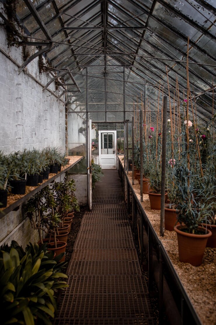 Photo view of potted plants in greenhouse