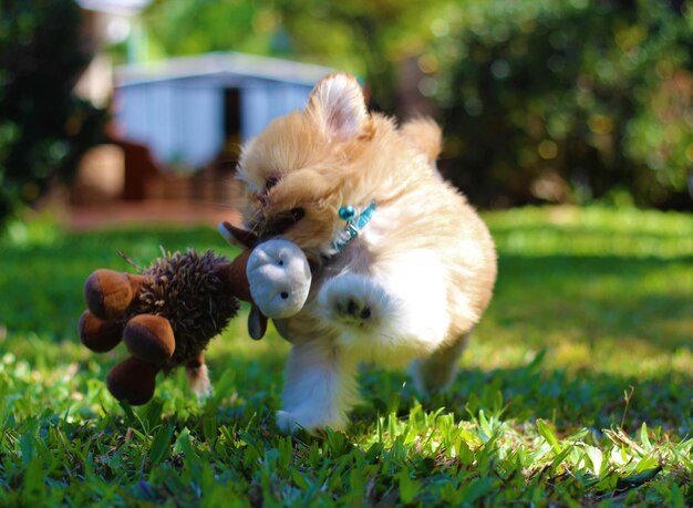 Photo view of a puppy playing in field