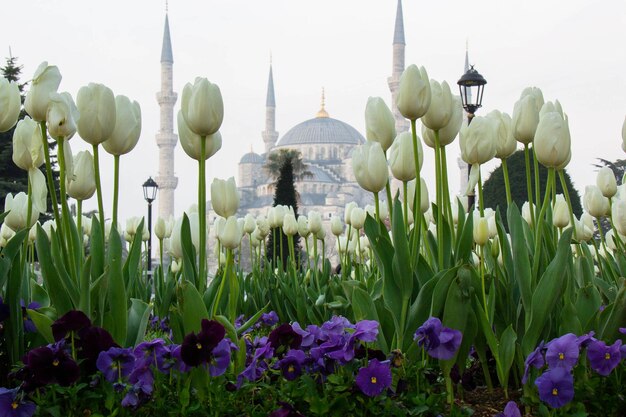 Photo view of purple flowering plants against building