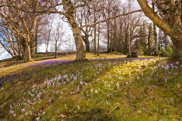 Photo view of purple flowering plants in forest