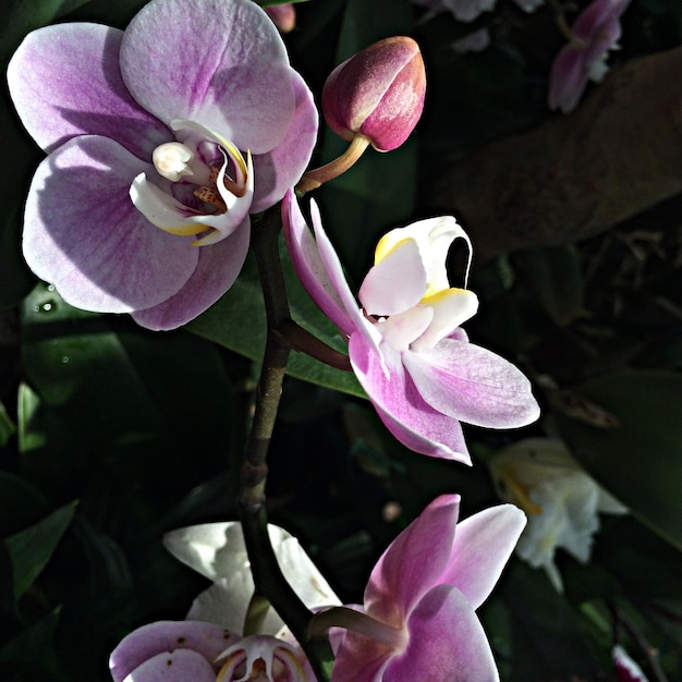 Photo view of purple flowers