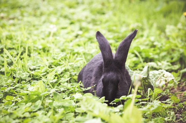 Photo view of a rabbit on field