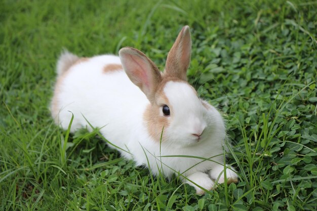 Photo view of a rabbit on field