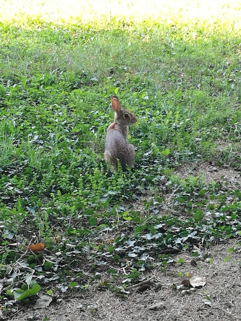 Photo view of a rabbit on field