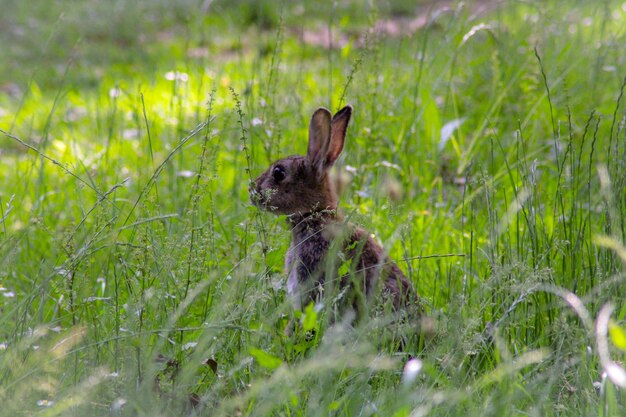 Photo view of a rabbit on field