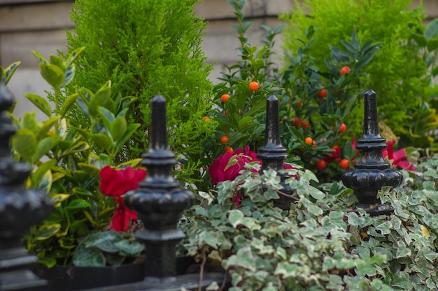 Photo view of red flowers and plants