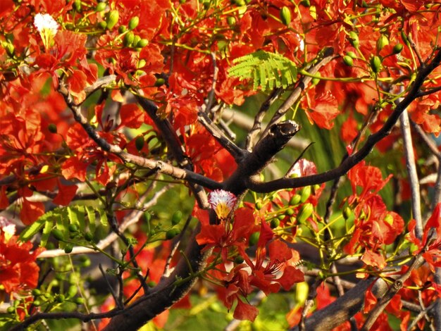 Foto veduta delle foglie rosse sull'albero