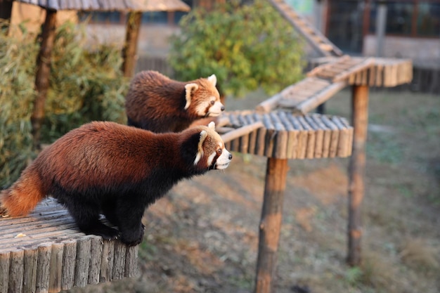 Foto la vista del panda rosso