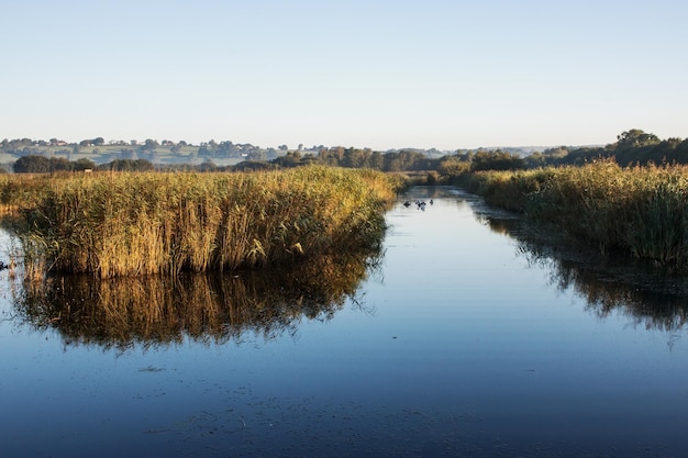 view of reeds in calm lake