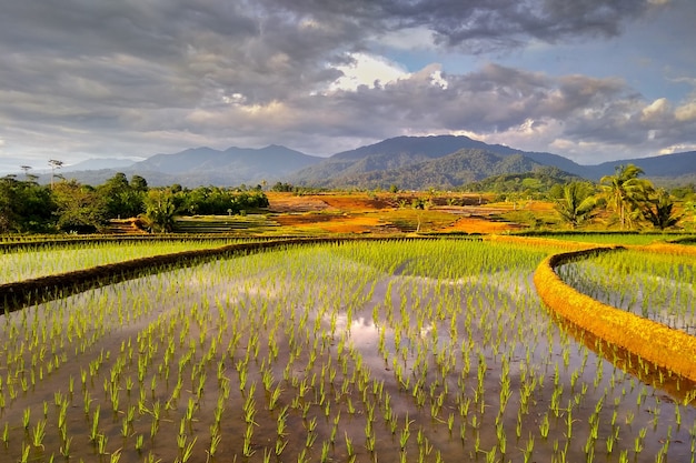 A view of the reflection of a mountain in a newly planted rice field in North Bengkulu, Indonesia