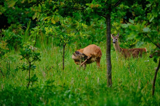 Foto vista di un rettile su un campo