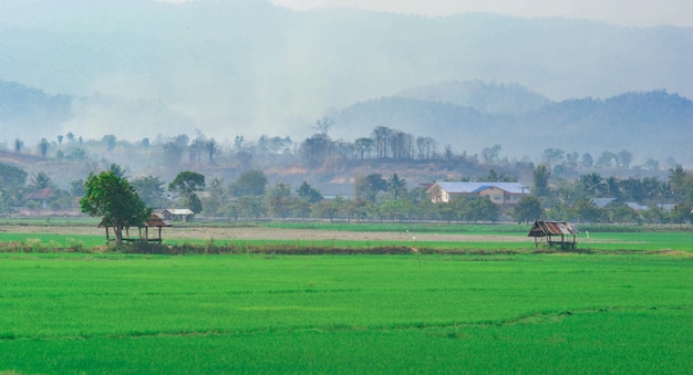 view of rice field with mountain and small hut