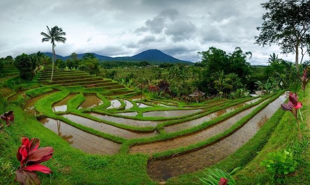 View of a rice field