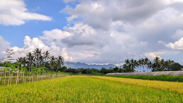 Вид на рисовые поля в Индонезии