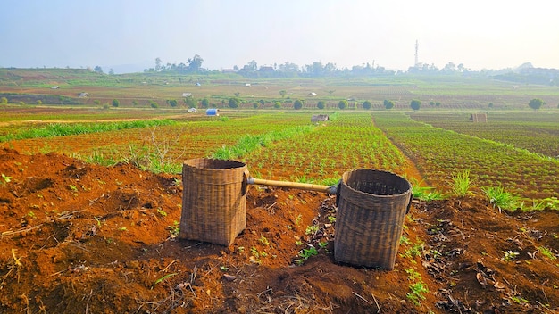 the view of the rice fields in the morning is very refreshing