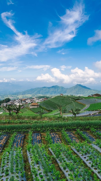 A view of the rice fields in the mountains