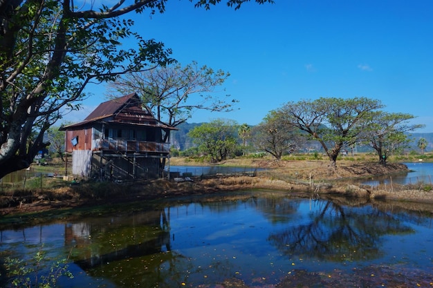 田んぼと池の上の木々の眺め