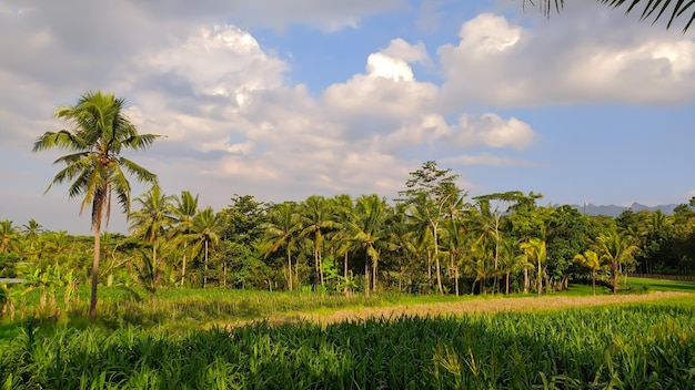 view of rice fields with coconut trees and sky in indonesia