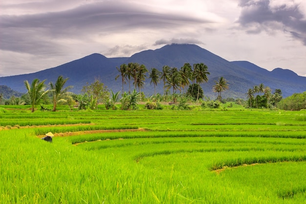 View of rice fields with farmers at work