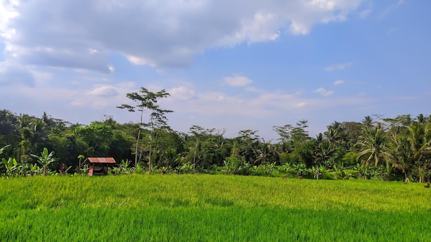 view of rice fields with trees and sky in indonesia