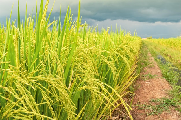 View of rice paddy field during the cloudy day