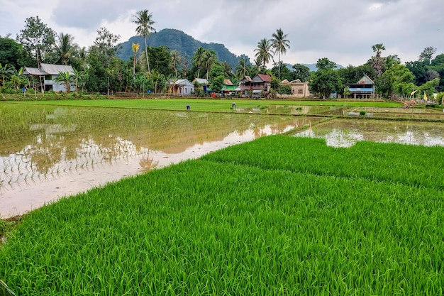 View of rice seeds in a rice field ready to be planted