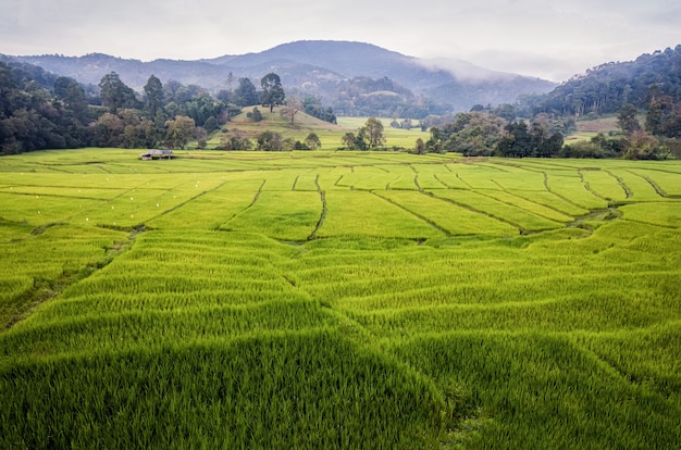 Vista delle terrazze di riso lungo la strada nel nord della thailandia.