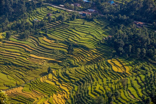 A view of the rice terraces from the air