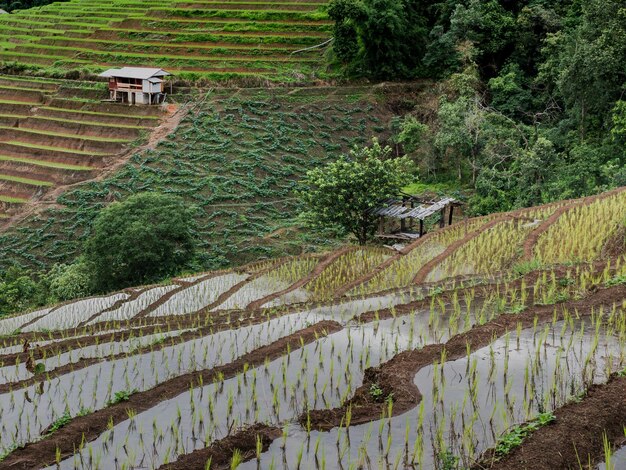 View of rice terraces at thailand