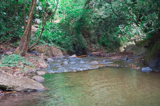 View of a river in a tropical forest