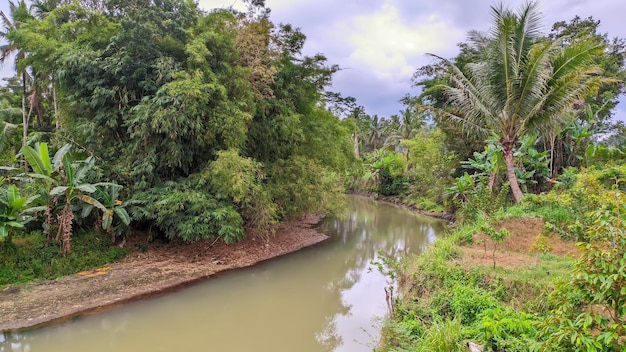 view of river with trees in indonesia