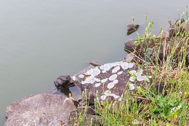 View of rock and frog by lake