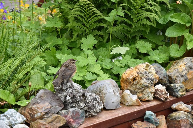 View of rocks and plants in water