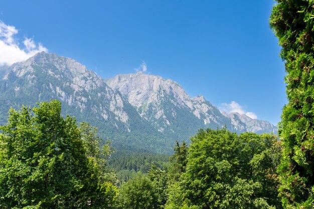 View of rocks trees from the forest