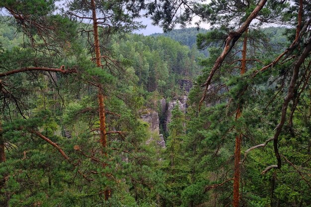 View of the rocky area in the green forest