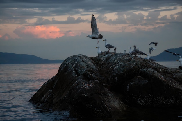 View of rocky islands with birds during sunset