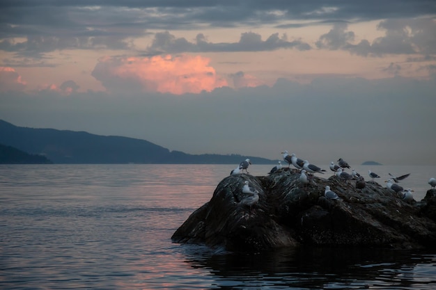 View of rocky islands with birds during sunset