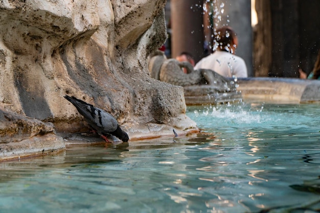 Photo view of rome italy detail of pantheon fountain with pigeon over head