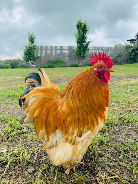 Photo view of rooster on field