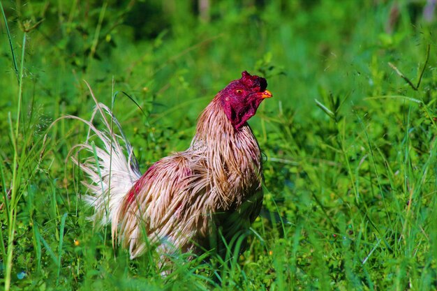 View of a rooster on land