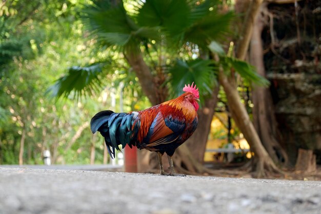 View of a rooster