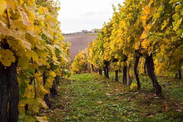 Veduta di un filare di vigneti autunnali dalle foglie gialle che scendono giù per la collina