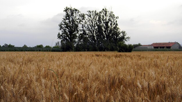 Photo view of rural landscape